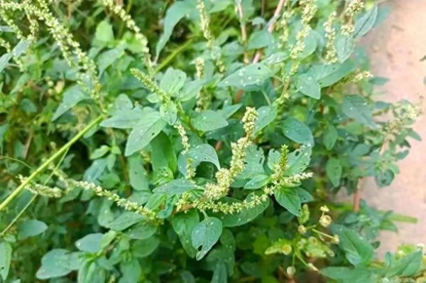 易方达证券 这野草扎手，根部却香过肉！农村人抢挖，城里人当杂草